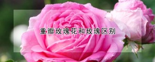 重瓣玫瑰花和玫瑰区别,第1图