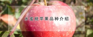 水蜜桃苹果品种介绍,第1图