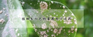 植物长白色的霉菌用什么药,第1图