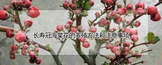 长寿冠海棠花的养殖方法和注意事项,第1图