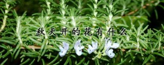 秋天开的花有什么,第1图