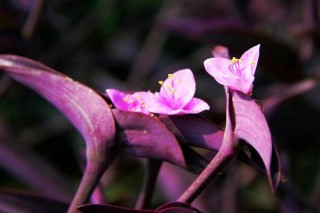 紫罗兰吊兰图片，紫竹梅图片欣赏,第4图