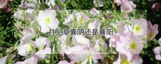 月见草喜阴还是喜阳,第1图