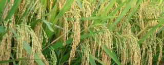 水稻常见病虫害有哪些,第1图