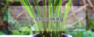 兰花如何分株换盆,第1图