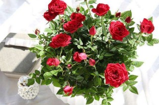 玫瑰盆栽怎么养，4步教你养好玫瑰花,第3图