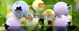 蓝莓与黑加仑的区别,第1图