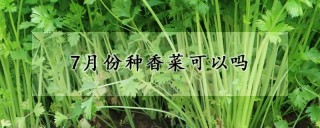 7月份种香菜可以吗,第1图