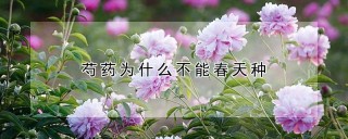 芍药为什么不能春天种,第1图