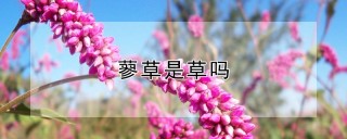 蓼草是草吗,第1图