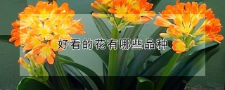 好看的花有哪些品种,第1图