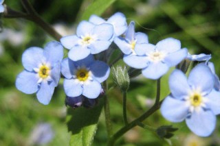 什么花的花语象征想念,第2图