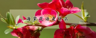 海棠花语是什么,第1图