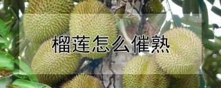 榴莲怎么催熟,第1图