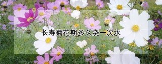 长寿菊花期多久浇一次水,第1图