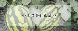 4k西瓜是什么品种,第1图