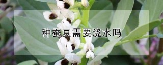 种蚕豆需要浇水吗,第1图