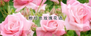 粉红色玫瑰花语,第1图