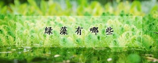 绿藻有哪些,第1图