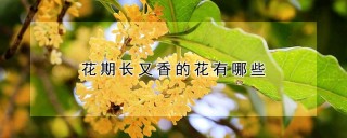 花期长又香的花有哪些,第1图