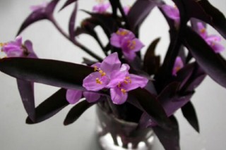 紫罗兰吊兰图片，紫竹梅图片欣赏,第3图