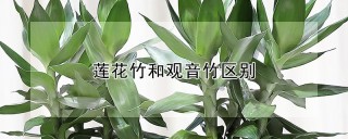 莲花竹和观音竹区别,第1图