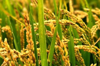 水稻倒伏缺什么的肥,第2图