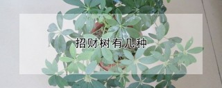 招财树有几种,第1图