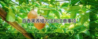 百香果养殖方法和注意事项,第1图