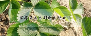 草莓苗怎么判断已经死了,第1图