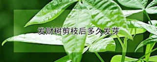 发财树剪枝后多久发芽,第1图