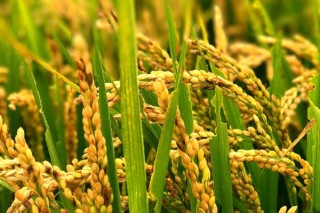 水稻常见病虫害有哪些,第2图