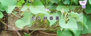 怎么种番薯,第1图