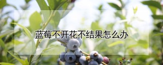 蓝莓不开花不结果怎么办,第1图