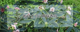 松针土可以种瑞香吗,第1图