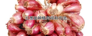 红葱的种植时间和方法,第1图