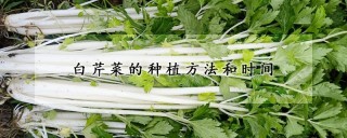 白芹菜的种植方法和时间,第1图