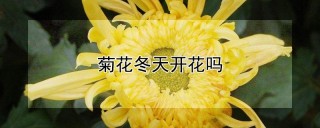 菊花冬天开花吗,第1图