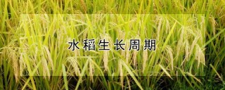 水稻生长周期,第1图