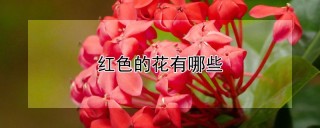 红色的花有哪些,第1图