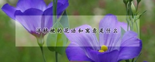 洋桔梗的花语和寓意是什么,第1图