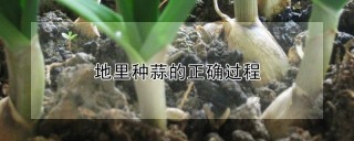 地里种蒜的正确过程,第1图