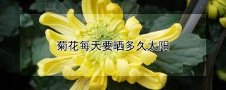 菊花每天要晒多久太阳,第1图