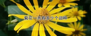 菊花一共有多少个品种,第1图