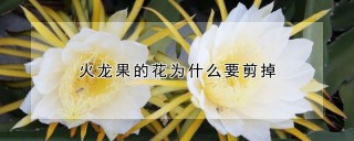 火龙果的花为什么要剪掉,第1图