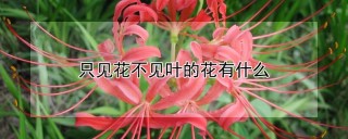 只见花不见叶的花有什么,第1图