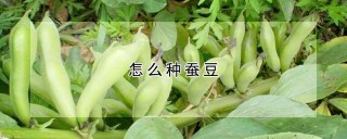 怎么种蚕豆,第1图