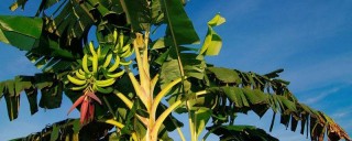 香蕉树一年结几次,第1图