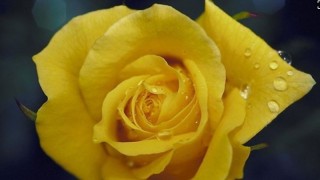 黄玫瑰代表分手吗,第1图