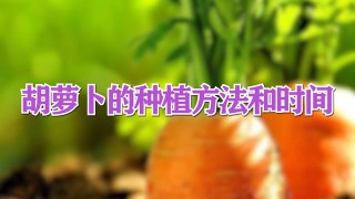 胡萝卜的种植方法和时间,第1图